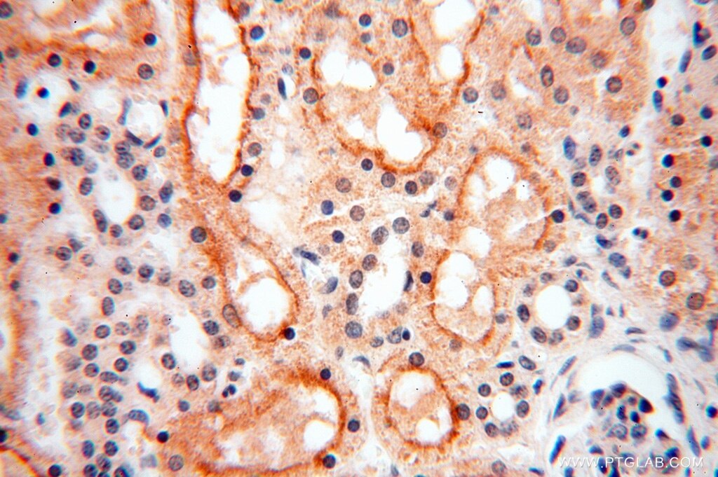 IHC staining of human kidney using 16739-1-AP