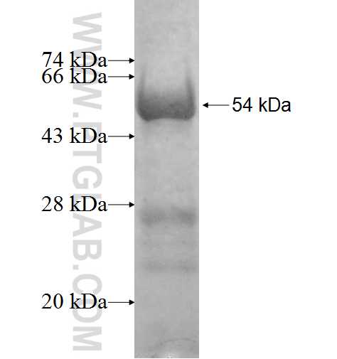 TASP1 fusion protein Ag9918 SDS-PAGE