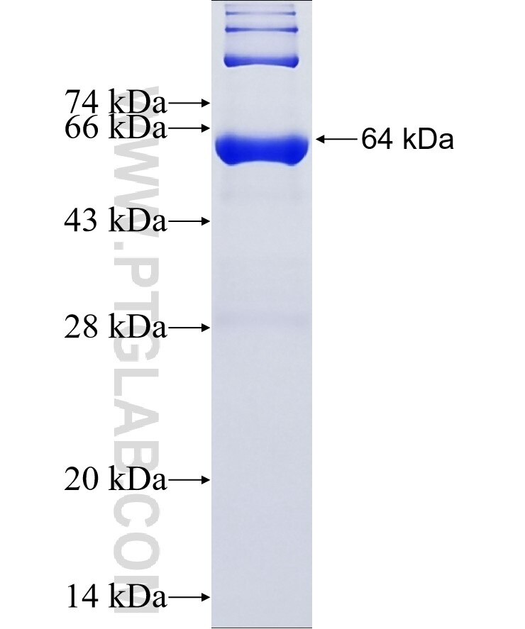 TAT fusion protein Ag34043 SDS-PAGE