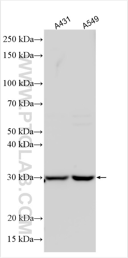 Western Blot (WB) analysis of various lysates using TATDN1 Polyclonal antibody (31840-1-AP)