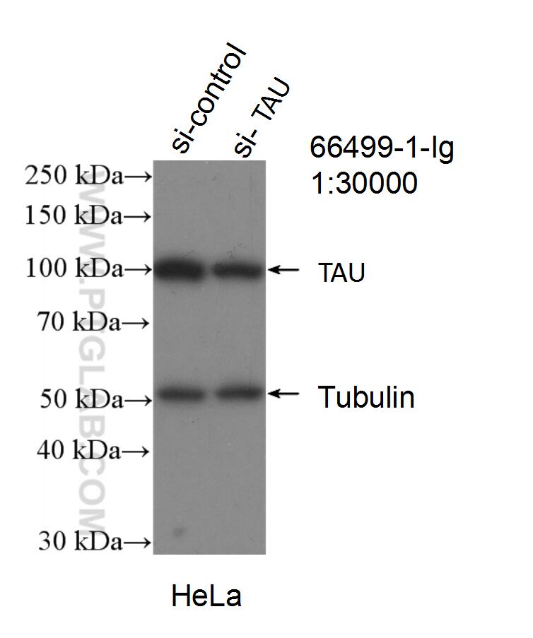 Western Blot (WB) analysis of HeLa cells using TAU Monoclonal antibody (66499-1-Ig)