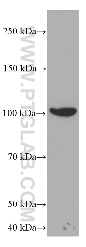 Western Blot (WB) analysis of U-251 cells using TAU Monoclonal antibody (66499-1-Ig)