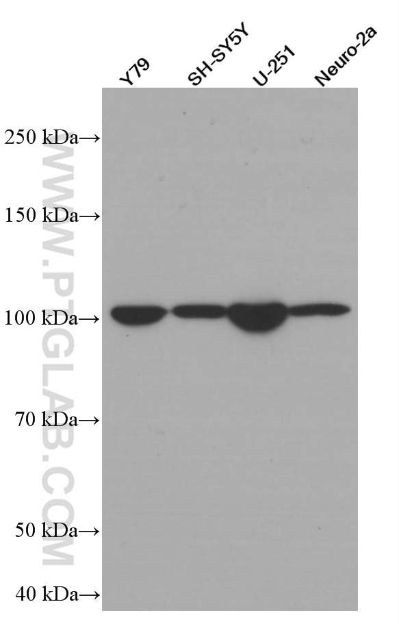 Western Blot (WB) analysis of various lysates using TAU Monoclonal antibody (66499-1-Ig)