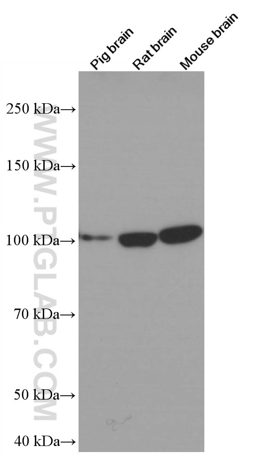 Western Blot (WB) analysis of various lysates using TAU Monoclonal antibody (66499-1-Ig)