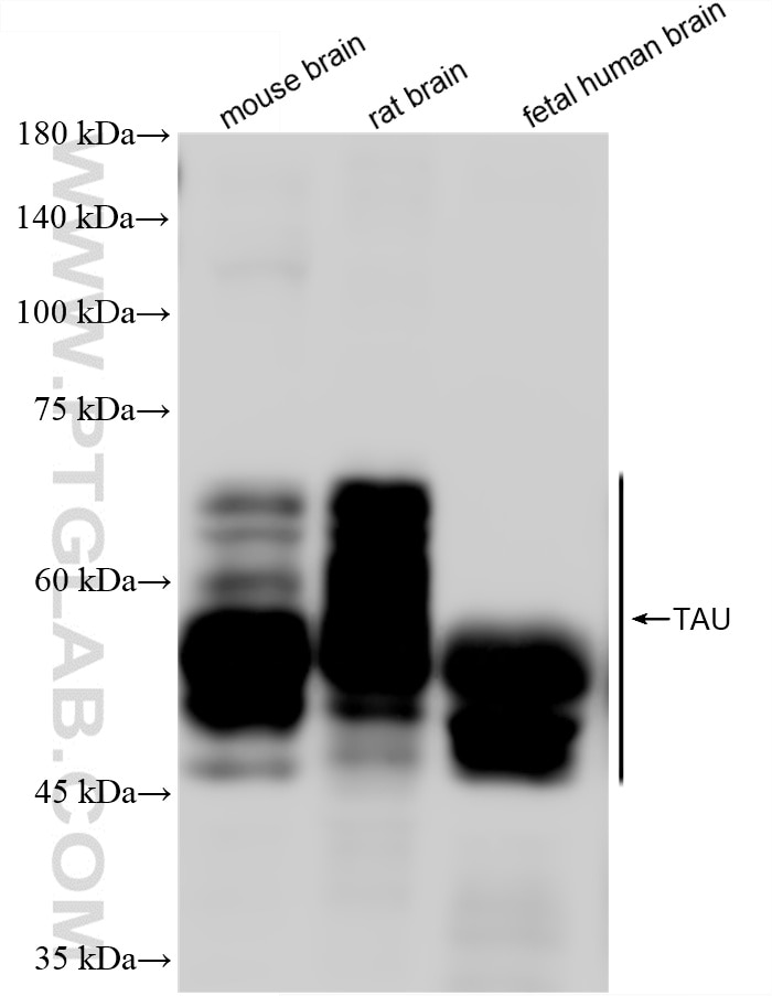 Western Blot (WB) analysis of various lysates using TAU Recombinant monoclonal antibody (82846-5-RR)