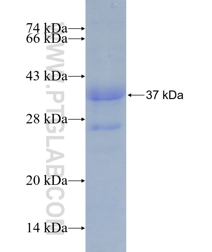 TAU fusion protein Ag21926 SDS-PAGE