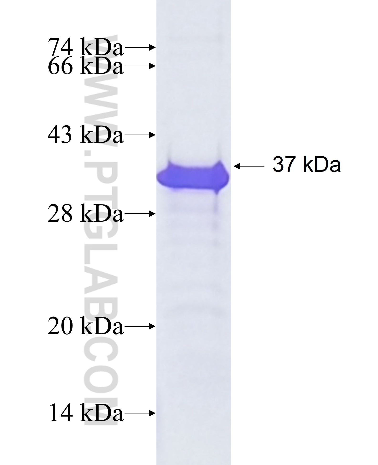 TAU fusion protein Ag21926 SDS-PAGE