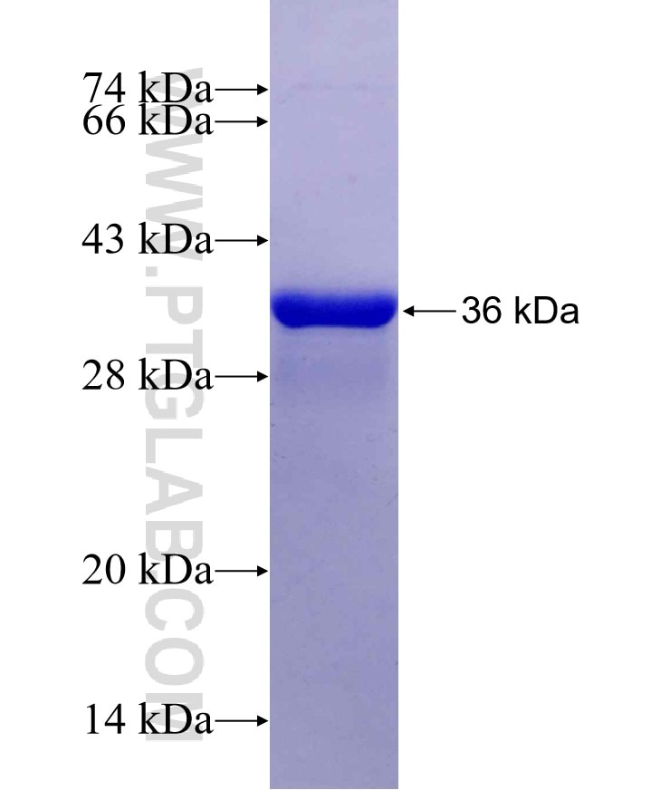 TAU fusion protein Ag29582 SDS-PAGE