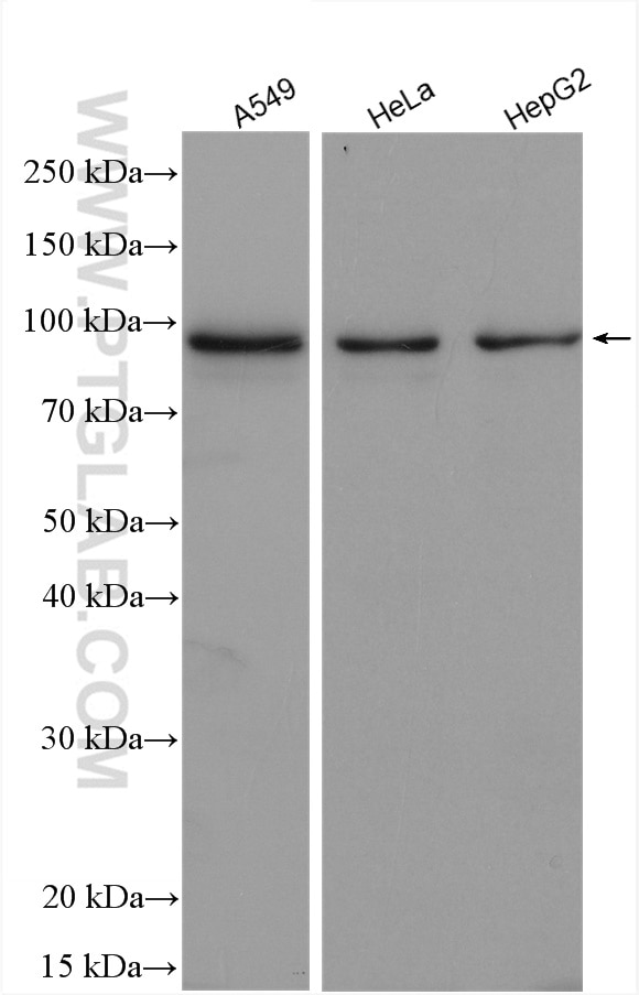 Western Blot (WB) analysis of various lysates using TAX1BP1 Polyclonal antibody (14424-1-AP)