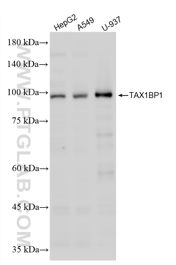 Western Blot (WB) analysis of various lysates using TAX1BP1 Recombinant monoclonal antibody (86602-3-RR)
