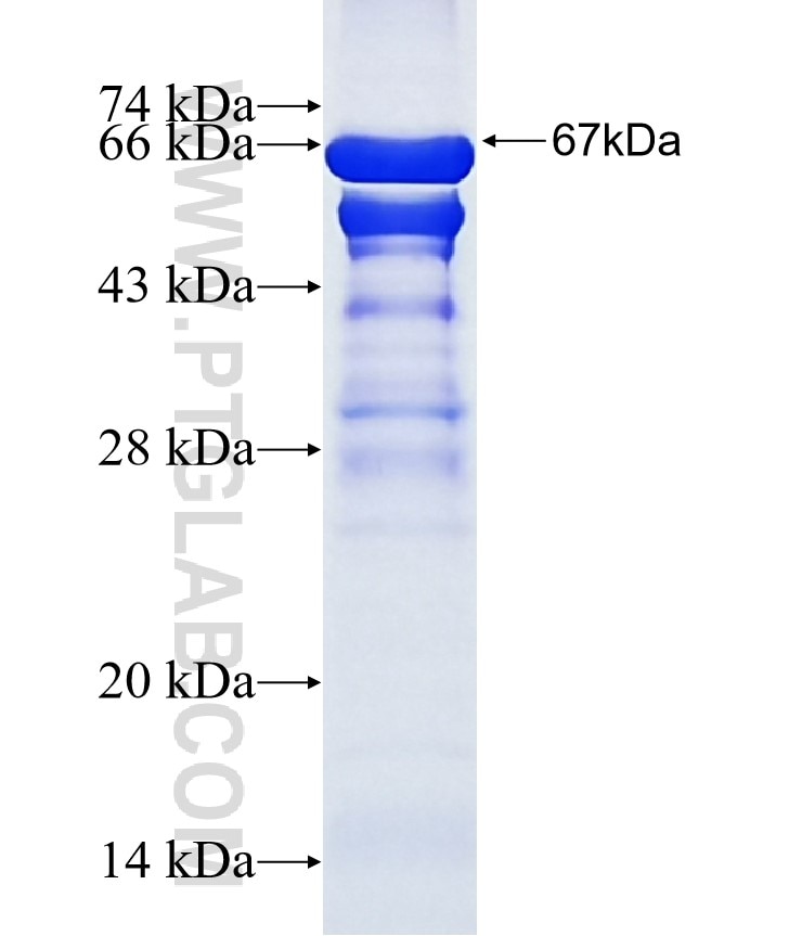 TAX1BP1 fusion protein Ag5789 SDS-PAGE