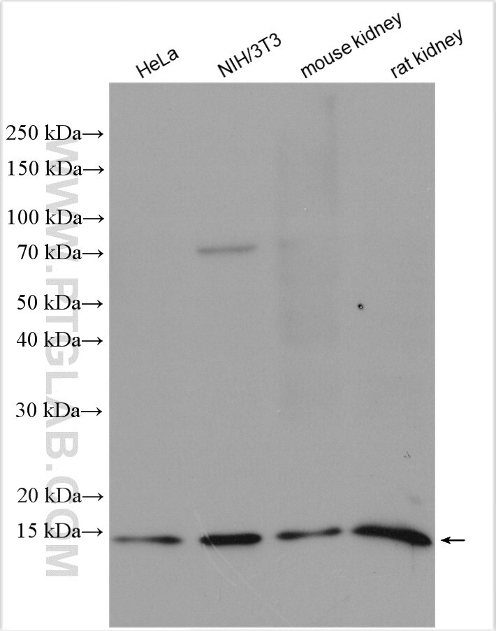 Western Blot (WB) analysis of various lysates using TAX1BP3 Polyclonal antibody (11692-1-AP)