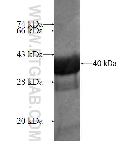 TAX1BP3 fusion protein Ag2306 SDS-PAGE