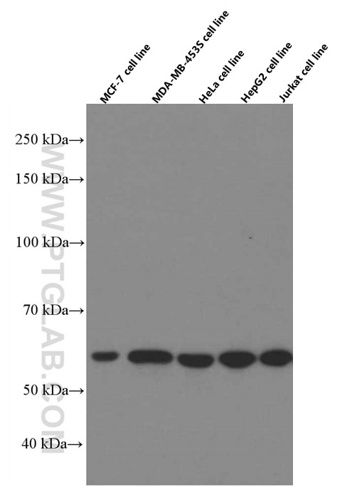 Western Blot (WB) analysis of various lysates using WWTR1 Monoclonal antibody (66500-1-Ig)