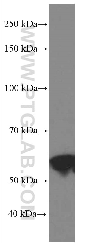 Western Blot (WB) analysis of HSC-T6 cells using WWTR1 Monoclonal antibody (66500-1-Ig)