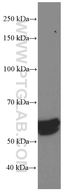 Western Blot (WB) analysis of NIH/3T3 cells using WWTR1 Monoclonal antibody (66500-1-Ig)