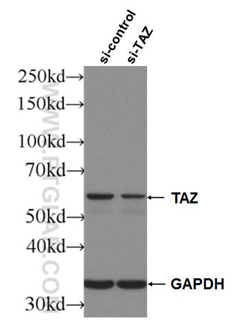 Western Blot (WB) analysis of HepG2 cells using WWTR1 Monoclonal antibody (66500-1-Ig)