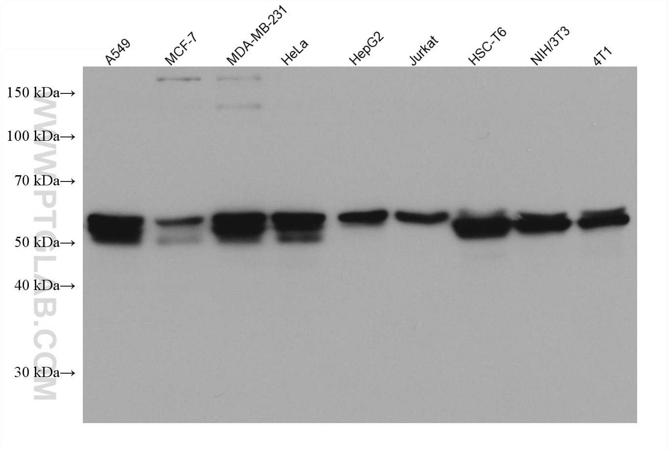 Western Blot (WB) analysis of various lysates using WWTR1 Monoclonal antibody (66500-1-Ig)