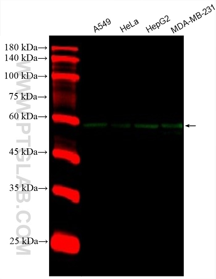 Western Blot (WB) analysis of various lysates using CoraLite® Plus 488-conjugated WWTR1 Monoclonal ant (CL488-66500)