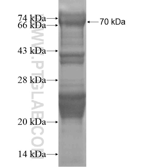 WWTR1,TAZ fusion protein Ag19659 SDS-PAGE
