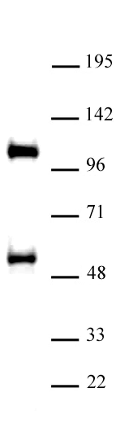 TAZ / WWTR1 antibody (pAb) tested by Western blot Nuclear extract of A-431 cells (30 ug) probed with TAZ / WWTR1 antibody (1:500).