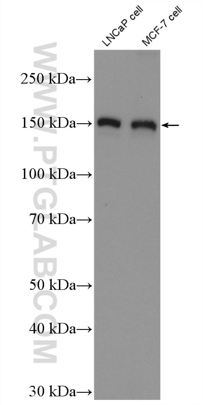 Western Blot (WB) analysis of LNCaP cells using TBC1D1 Polyclonal antibody (22124-1-AP)