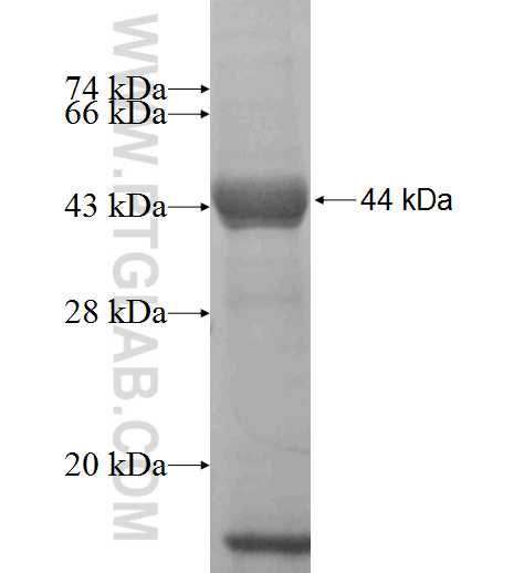 TBC1D1 fusion protein Ag5406 SDS-PAGE