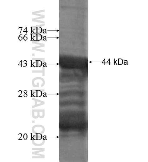 TBC1D10A fusion protein Ag15525 SDS-PAGE