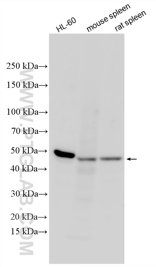 WB analysis using 34255-1-AP (same clone as 34255-1-PBS) Western Blot (WB) analysis of various lysates using TBC1D10C Polyclonal antibody (34255-1-AP)