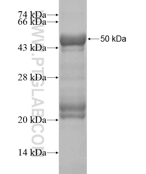 TBC1D13 fusion protein Ag20089 SDS-PAGE