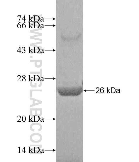 TBC1D13 fusion protein Ag20280 SDS-PAGE