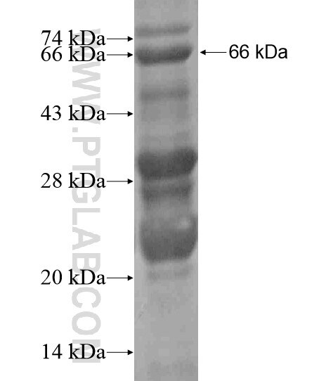 TBC1D14 fusion protein Ag19553 SDS-PAGE