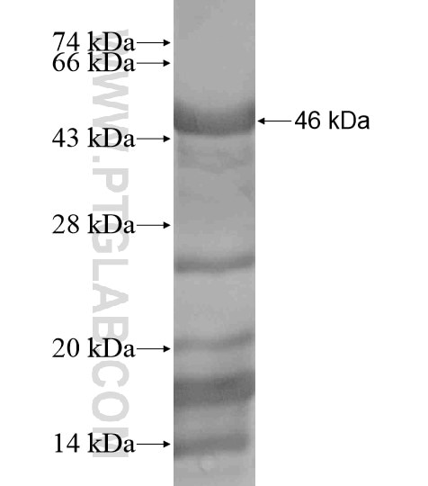 TBC1D14 fusion protein Ag19604 SDS-PAGE