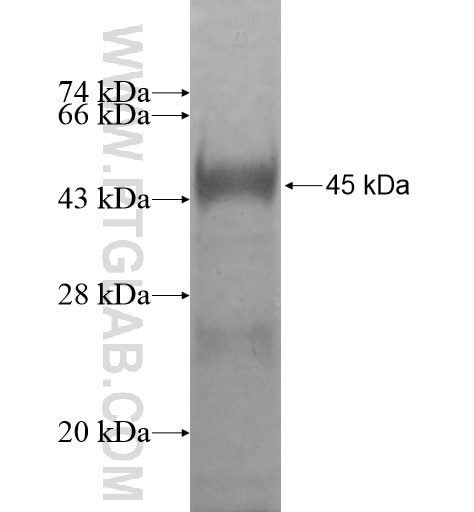 TBC1D15 fusion protein Ag10625 SDS-PAGE