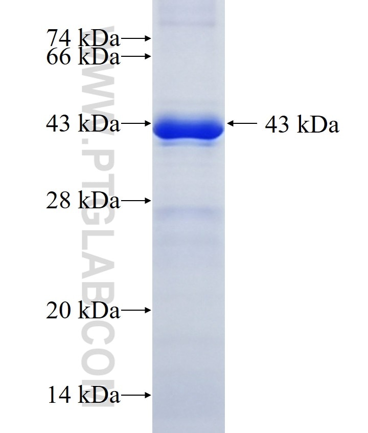 TBC1D15 fusion protein Ag10625 SDS-PAGE