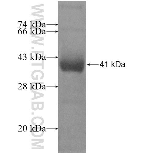 TBC1D16 fusion protein Ag11260 SDS-PAGE
