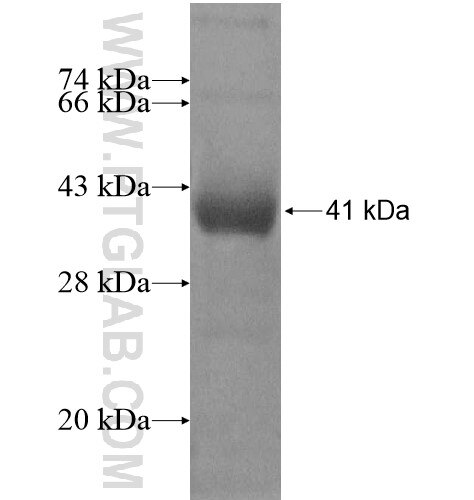 TBC1D16 fusion protein Ag11260 SDS-PAGE