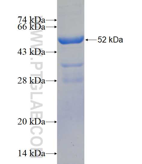 TBC1D17 fusion protein Ag15154 SDS-PAGE