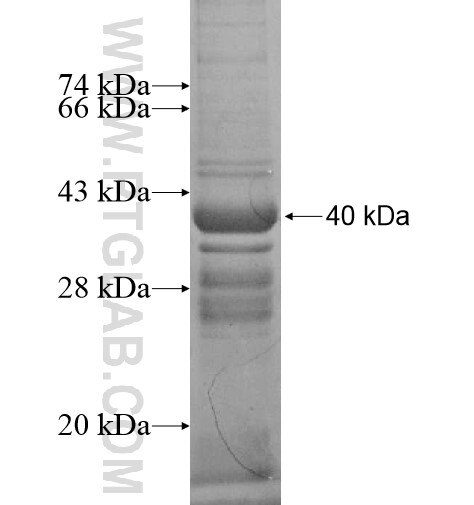 TBC1D19 fusion protein Ag15323 SDS-PAGE