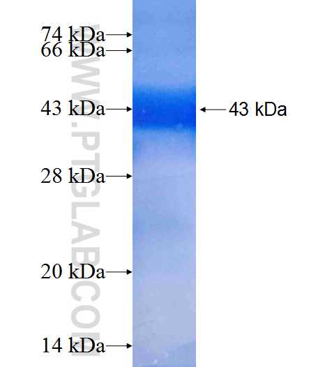 TBC1D20 fusion protein Ag9656 SDS-PAGE