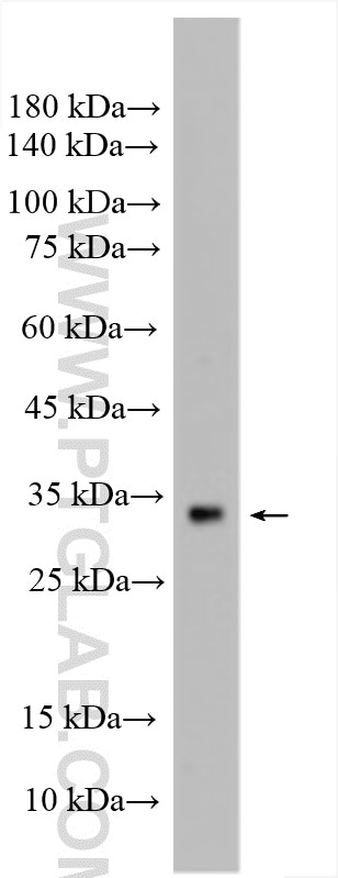 WB analysis of rat testis using 17463-1-AP