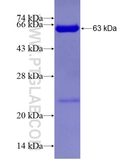 TBC1D22A fusion protein Ag12942 SDS-PAGE