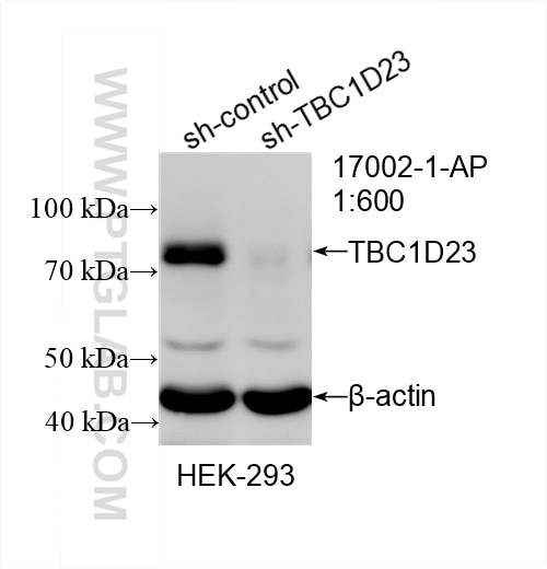 Western Blot (WB) analysis of HEK-293 cells using TBC1D23 Polyclonal antibody (17002-1-AP)
