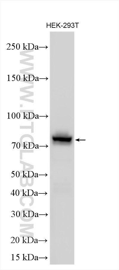 WB analysis using 17002-1-AP Western Blot (WB) analysis of various lysates using TBC1D23 Polyclonal antibody (17002-1-AP)