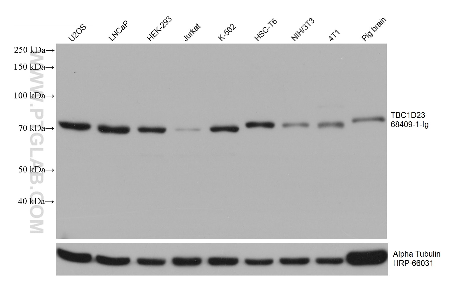 Western Blot (WB) analysis of various lysates using TBC1D23 Monoclonal antibody (68409-1-Ig)
