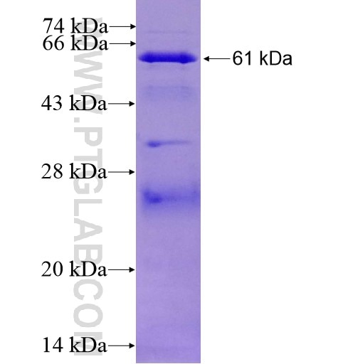 TBC1D23 fusion protein Ag10697 SDS-PAGE