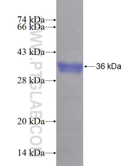 TBC1D23 fusion protein Ag10727 SDS-PAGE