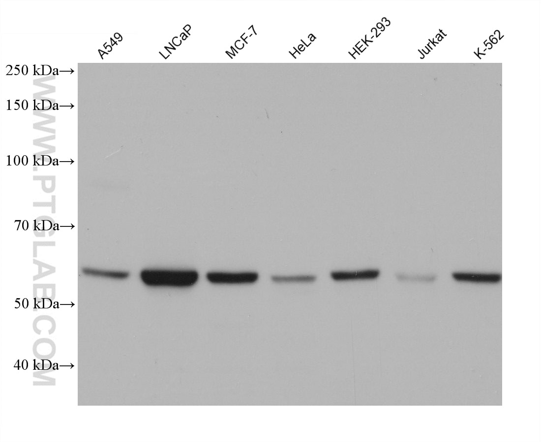 Western Blot (WB) analysis of various lysates using TBC1D24 Monoclonal antibody (68566-1-Ig)