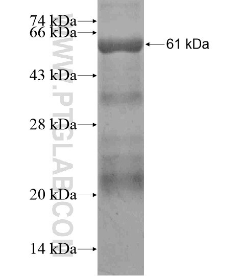 TBC1D24 fusion protein Ag19352 SDS-PAGE