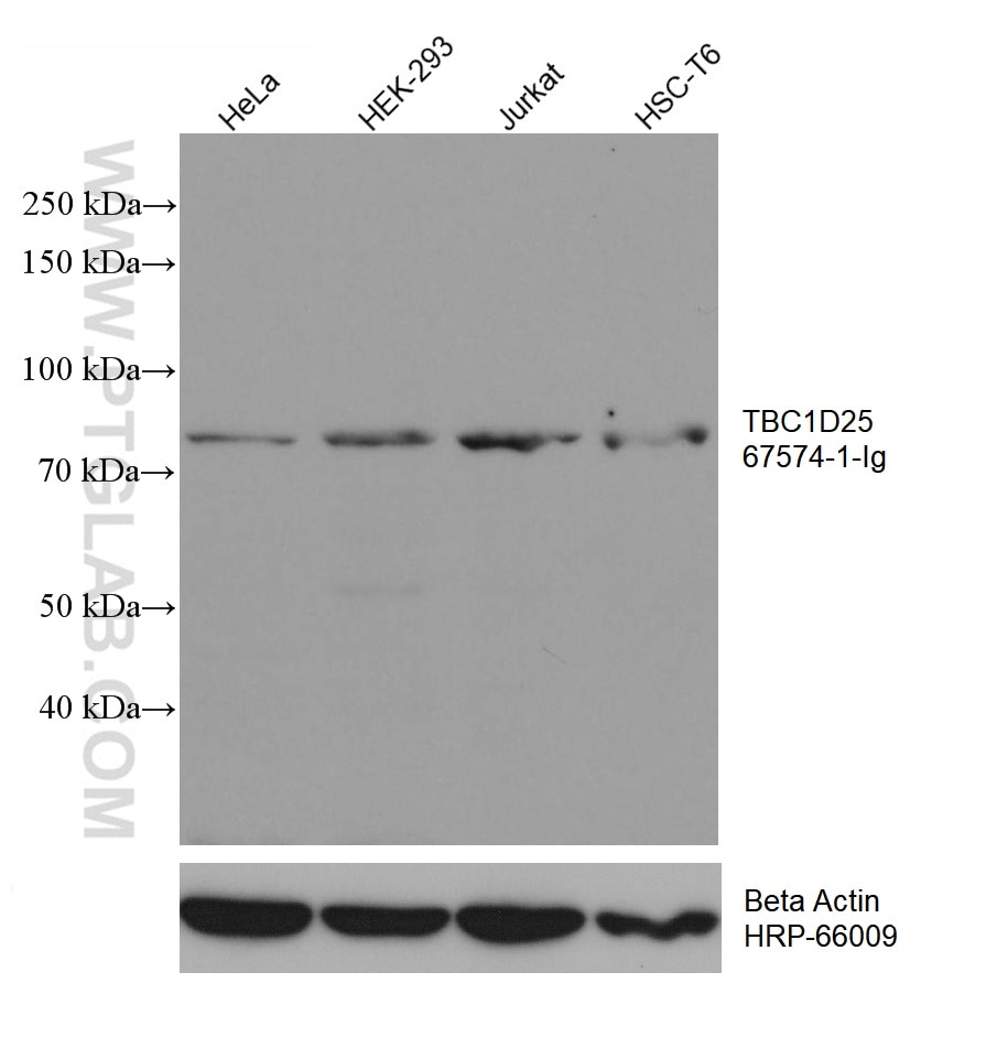 WB analysis using 67574-1-Ig